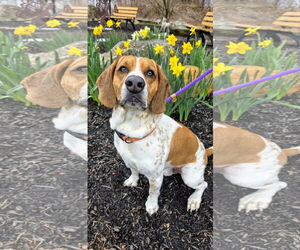 Beagle-Unknown Mix Dogs for adoption in Rockaway, NJ, USA