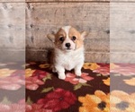 Small #16 Pembroke Welsh Corgi