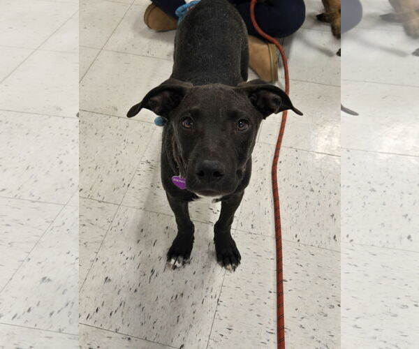 Medium Photo #6 American Pit Bull Terrier-Unknown Mix Puppy For Sale in Minneapolis, MN, USA