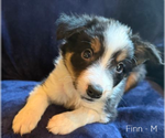 Puppy Finn Border Collie