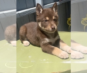 Ausky Puppy for sale in SAN DIEGO, CA, USA