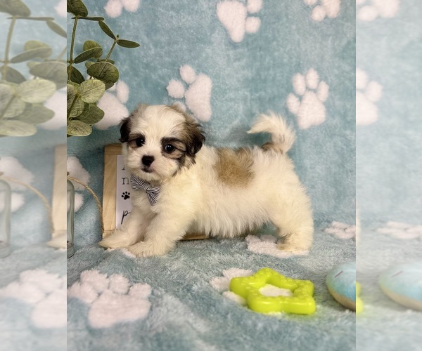 Medium Photo #4 Mal-Shi Puppy For Sale in NOBLESVILLE, IN, USA