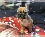 Small #4 Faux Frenchbo Bulldog