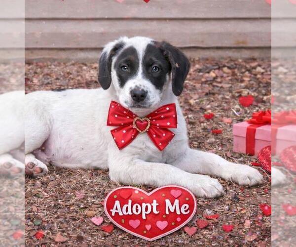 Medium Photo #2 Great Pyrenees-Unknown Mix Puppy For Sale in Yardley, PA, USA