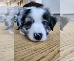 Small Photo #3 Australian Shepherd Puppy For Sale in FARMINGTON, CT, USA