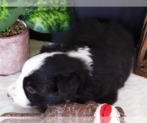 Medium Photo #3 Border Collie Puppy For Sale in CARLISLE, KY, USA