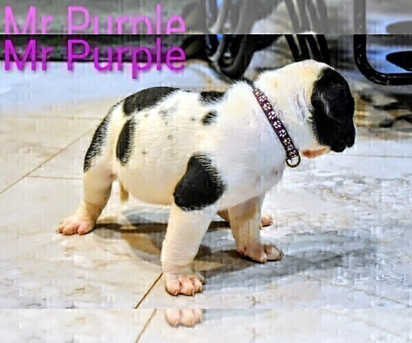 Medium Photo #3 Presa Canario Puppy For Sale in PHILADELPHIA, PA, USA