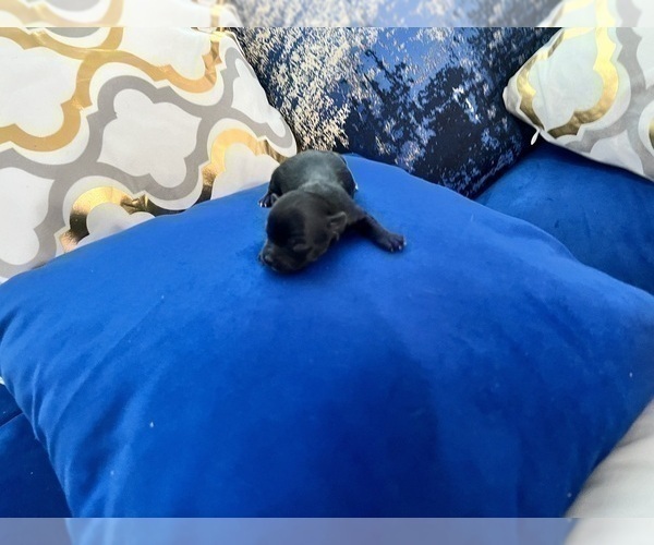 Medium Photo #46 Yorkshire Terrier Puppy For Sale in HAYWARD, CA, USA
