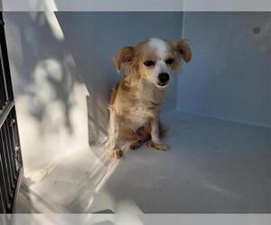 Chihuahua Dogs for adoption in Houston, TX, USA