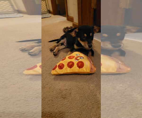 Medium Photo #3 Australian Shepherd-Boxer Mix Puppy For Sale in pomfret, CT, USA