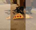 Small #2 Australian Shepherd-Boxer Mix