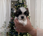 Puppy Cooper Shih Tzu