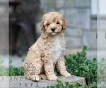 Small Cavapoo (Miniature)