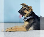 Small #1 German Shepherd Dog