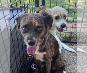 Mutt Dogs for adoption in Conway, AR, USA