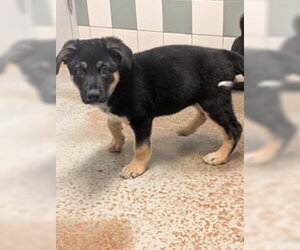 German Shepherd Dog Dogs for adoption in Salinas, CA, USA