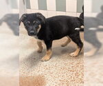 Small German Shepherd Dog