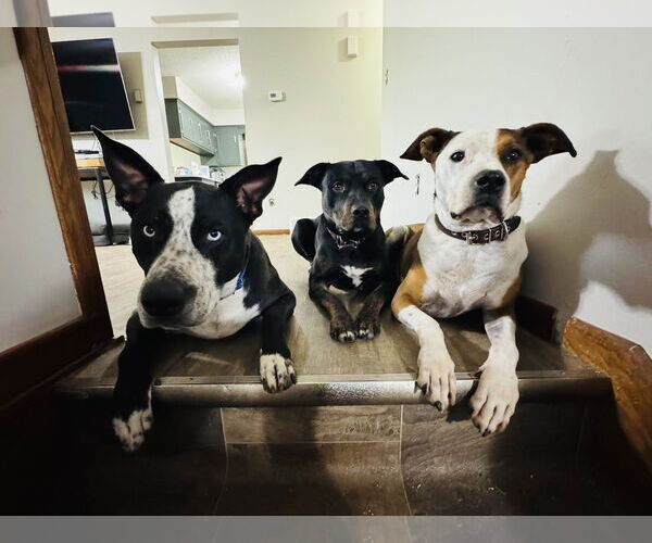 Medium Photo #5 Australian Shepherd-Unknown Mix Puppy For Sale in Princeton, MN, USA