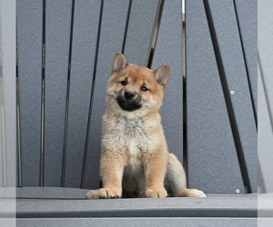 Shiba Inu Puppy for Sale in MILLERSBURG, Ohio USA
