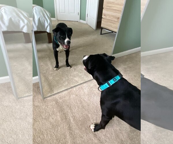 Medium Photo #9 Border Collie-Unknown Mix Puppy For Sale in Spotsylvania, VA, USA