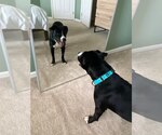 Small #8 Border Collie Mix