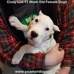 Small Photo #198 Dogo Argentino Puppy For Sale in PINEVILLE, MO, USA