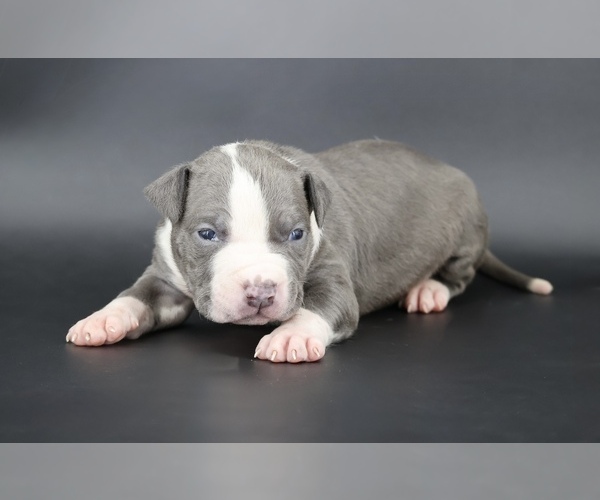 Medium Photo #1 American Bully Puppy For Sale in CHAMPAIGN, IL, USA