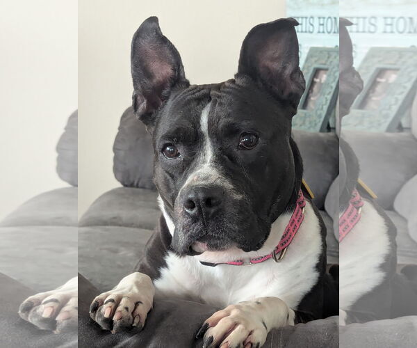 Medium Photo #5 Mutt Puppy For Sale in Crete, IL, USA