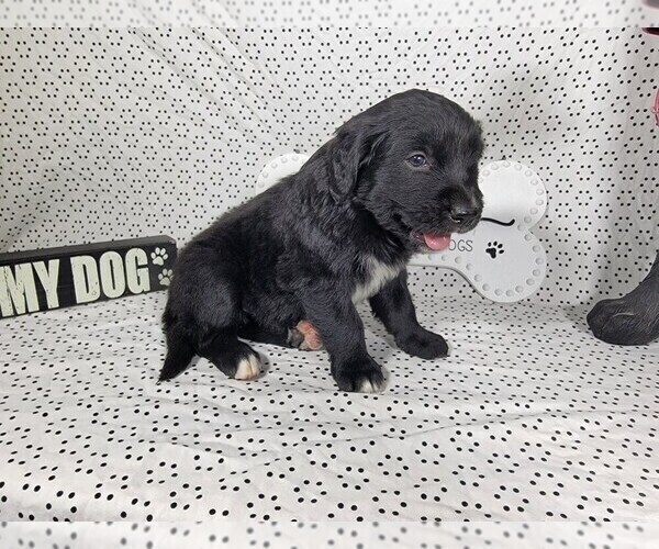 Medium Photo #32 Golden Mountain Dog Puppy For Sale in BLACK FOREST, CO, USA