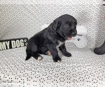 Small #9 Golden Mountain Dog
