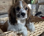 Small #10 Cocker Spaniel