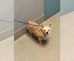 Mutt Dogs for adoption in Las Vegas, NV, USA