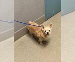 Small Mutt
