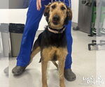 Small Airedale Terrier Mix