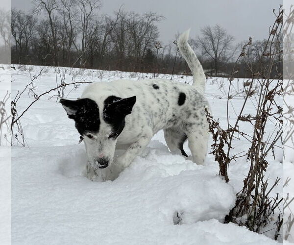 Medium Photo #4 Mutt Puppy For Sale in Rootstown, OH, USA