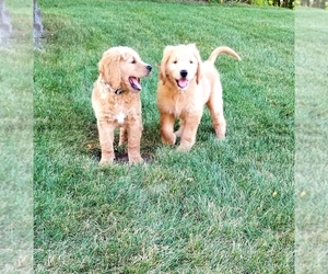 Goldendoodle Puppy for sale in FISHERS, IN, USA