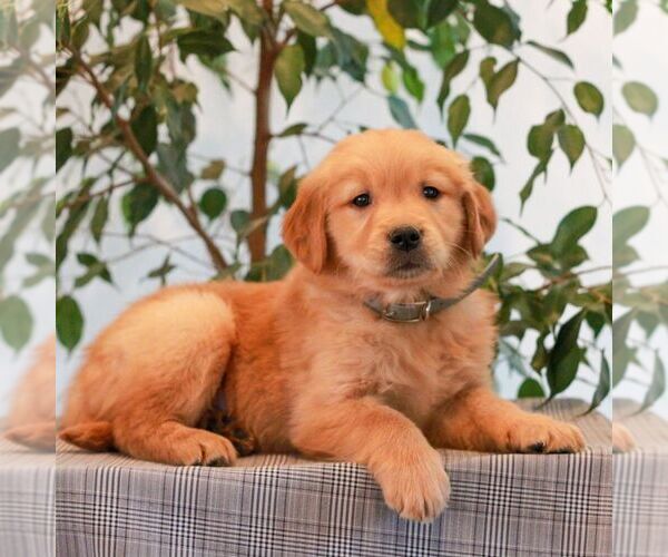 Medium Photo #1 Golden Retriever Puppy For Sale in LITITZ, PA, USA