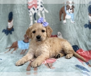 Goldendoodle Puppy for sale in LAKELAND, FL, USA
