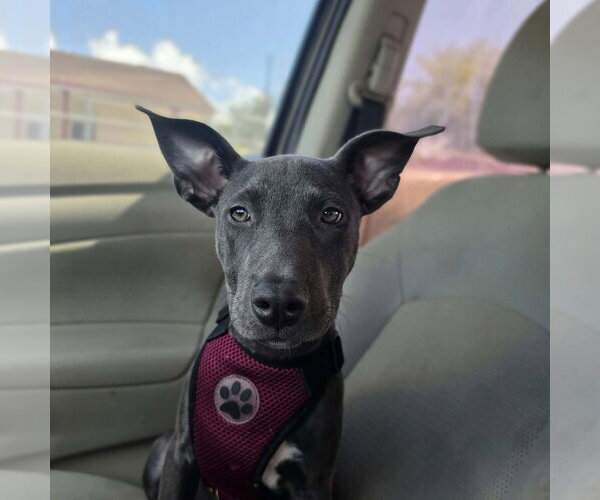Medium Photo #2 Mutt Puppy For Sale in Brewster, NY, USA
