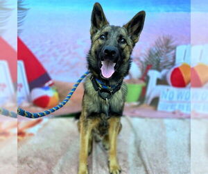German Shepherd Dog Dogs for adoption in Long Beach, CA, USA
