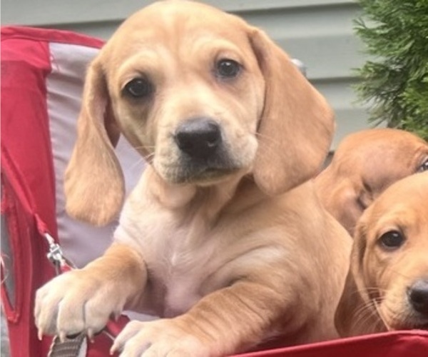 Medium Photo #4 Dachshund-Redbone Coonhound Mix Puppy For Sale in CORDOVA, MD, USA