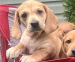 Puppy Blanche Dachshund-Redbone Coonhound Mix