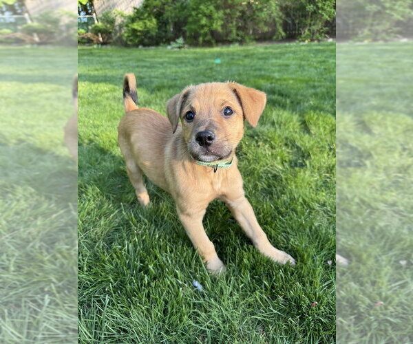 Medium Photo #4 Golden Retriever-Unknown Mix Puppy For Sale in Brewster, NY, USA