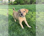 Small #3 Golden Retriever Mix