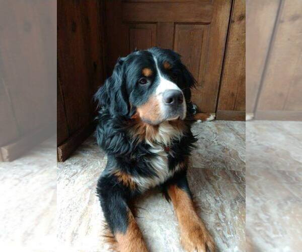 Medium Photo #1 Great Bernese Puppy For Sale in IOLA, WI, USA