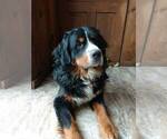 Small Photo #1 Great Bernese Puppy For Sale in IOLA, WI, USA