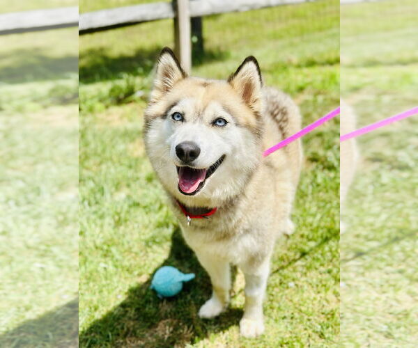 Medium Photo #2 Siberian Husky Puppy For Sale in Manahawkin, NJ, USA