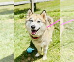 Small #1 Siberian Husky