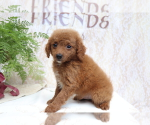 Cavapoo Puppy for sale in SHILOH, OH, USA