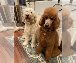 Goldendoodle Puppy for sale in PHOENIX, AZ, USA